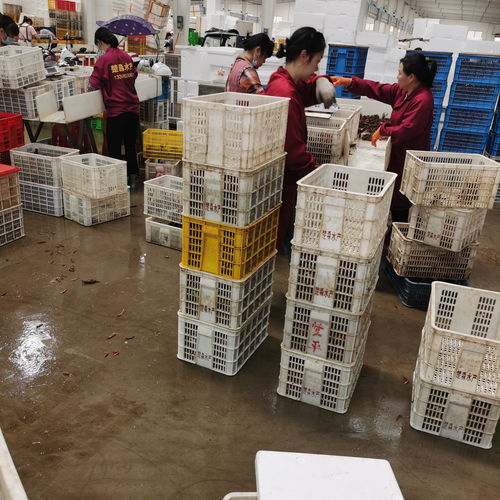 潜江楚淼水产7月炮头小龙虾30斤起批发，全国可发售